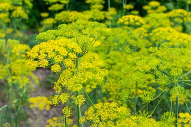 Dereotu, doğal arka plan