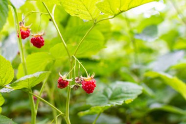 Yaz tatlı Berry ahududu