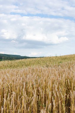 Buğday ve yeşil tepelerin genç kulakları ile Alan