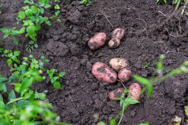 Organik patates taze hasat