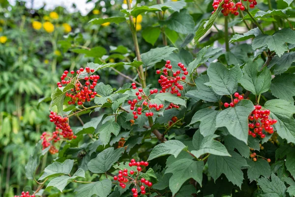 Giovane viburno rosso in giardino — Foto Stock