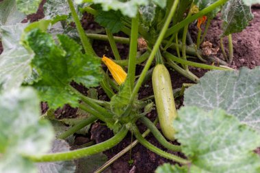 Organik kabak ile bahçe yatakları