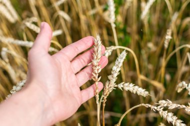 Çiftçi buğday kulaklarının kalitesini kontrol ediyor