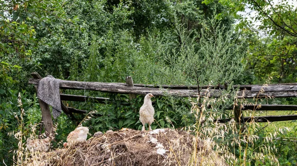Молодые цыплята в кустах бобов — стоковое фото