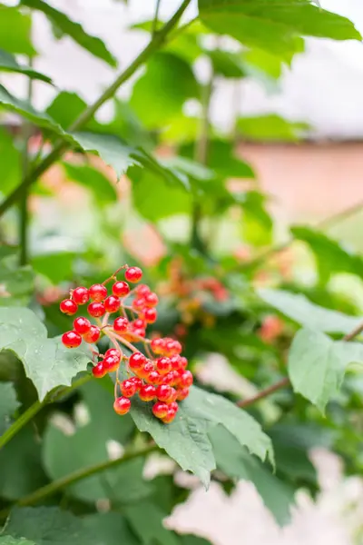 Giovane viburno rosso in giardino — Foto Stock