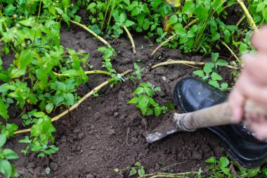 Çiftçi genç pembe patates kazılar