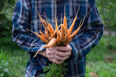 Havuç taze organik demet ile Çiftçi eller