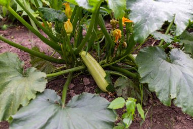 Organik kabak ile bahçe yatakları