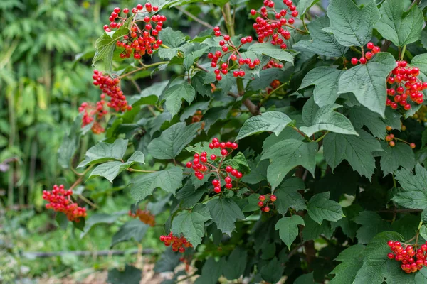 Giovane viburno rosso in giardino — Foto Stock