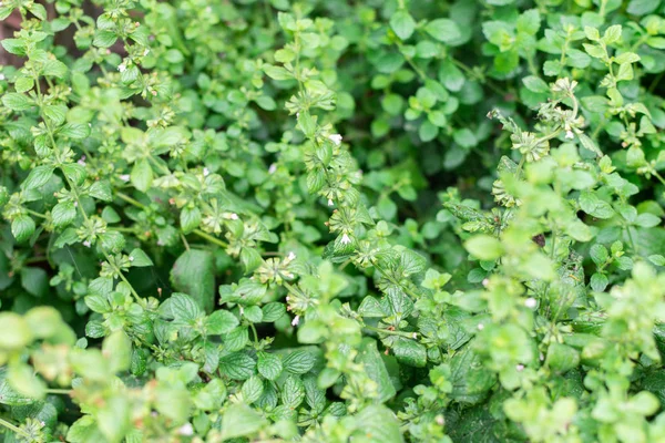 Aromatic lemon balm