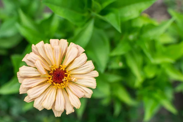 Schöne Zinnia Nahaufnahme — Stockfoto