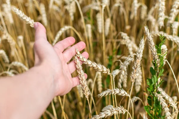 Farmer checks the quality of wheat ears
