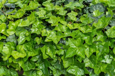 sarmaşık yaprakları arka plan