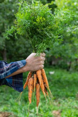Havuç taze organik demet ile Çiftçi eller