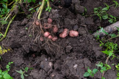 Çiftçi genç pembe patates kazılar