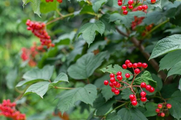 Giovane viburno rosso in giardino — Foto Stock