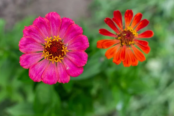 Fechar Zinnia rosa — Fotografia de Stock