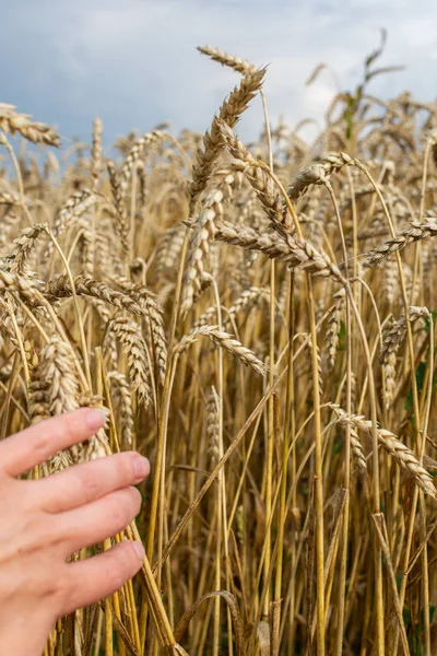 Farmer checks the quality of wheat ears