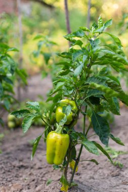 Yeşil biberli bahçe yatakları