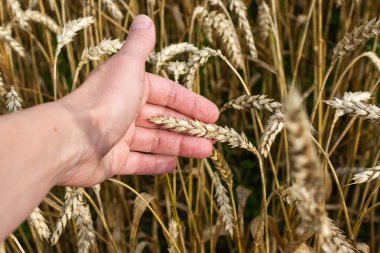 Çiftçi buğday kulaklarının kalitesini kontrol ediyor