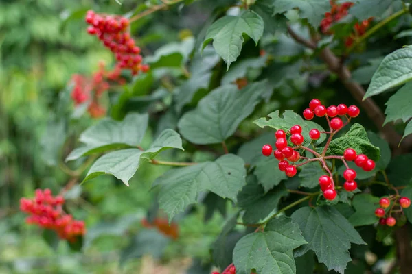 Giovane viburno rosso in giardino — Foto Stock