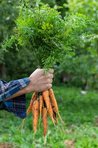 Farmer hands with a fresh organic bunch of carrot — Stock Photo, Image