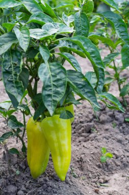 Yeşil biberli bahçe yatakları