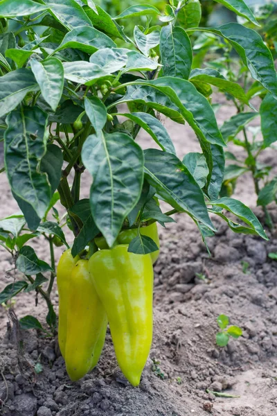 Yeşil biberli bahçe yatakları