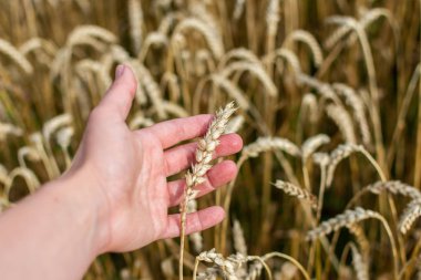 Çiftçi buğday kulaklarının kalitesini kontrol ediyor