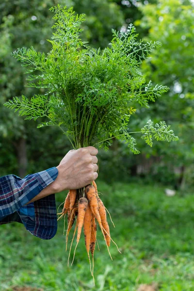 Havuç taze organik demet ile Çiftçi eller