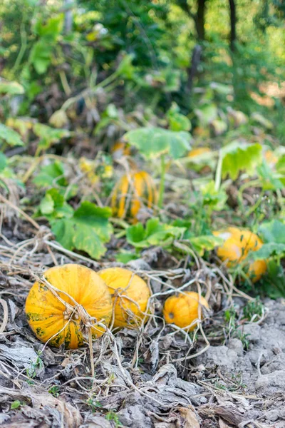 Органічні дозрілі гарбузи в саду — стокове фото