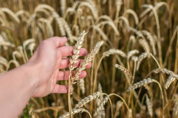 Farmer checks the quality of wheat ears
