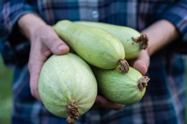 Çiftçi organik kabak tutar