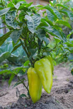 Yeşil biberli bahçe yatakları