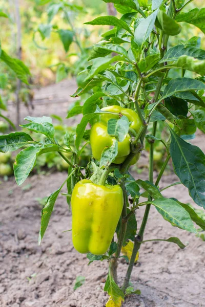 Garden beds with green pepper