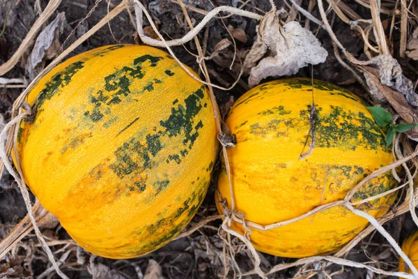 Organic ripened pumpkins in the garden — Stock Photo, Image
