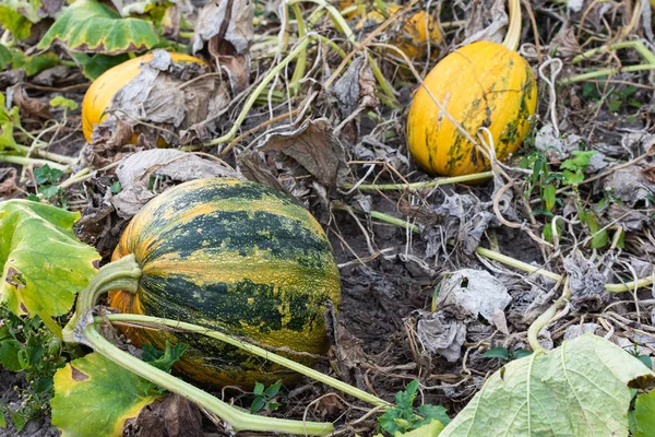 Bahçede organik olgunlaşmış kabaklar