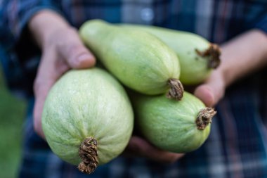 Çiftçi organik kabak tutar