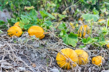 Bahçede organik olgunlaşmış kabaklar
