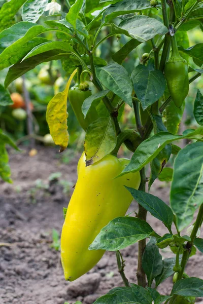 Garden beds with green pepper