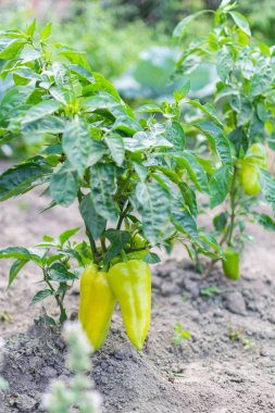 Yeşil biberli bahçe yatakları