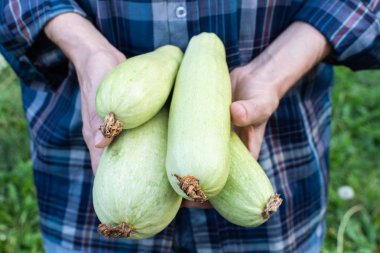 Çiftçi organik kabak tutar