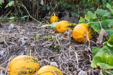Bahçede organik olgunlaşmış kabaklar
