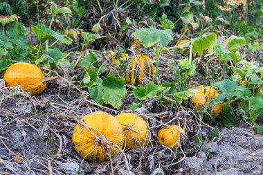 Bahçede organik olgunlaşmış kabaklar