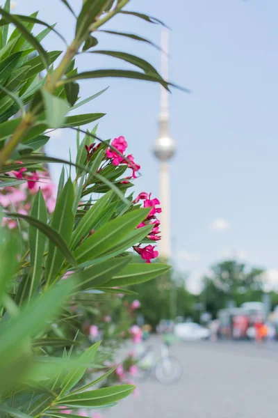 Flores no parque Lustgarten — Fotografia de Stock