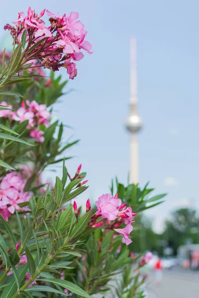Flores no parque Lustgarten — Fotografia de Stock