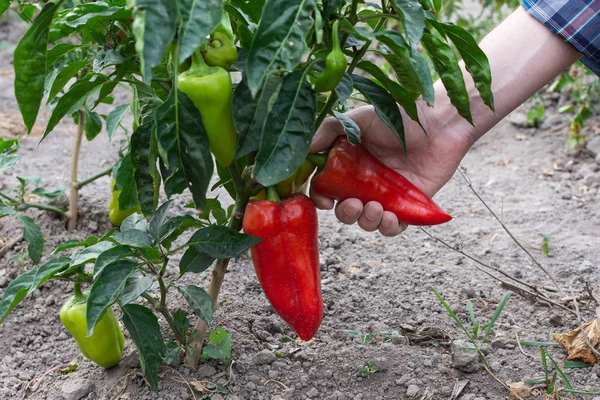 Bahçıvan kırmızı biber olgunlaşmış alır