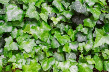 sarmaşık yaprakları arka plan