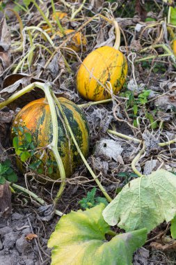 Bahçede organik olgunlaşmış kabaklar