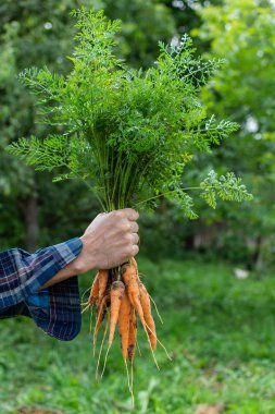 Havuç taze organik demet ile Çiftçi eller